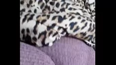 Oynat kedicik gözlem tv