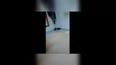 Riproduci Semplicemente gemiti