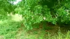 Oynat Kırsal Hint Çiftliği Kız Dışarılarda Orman Memuru ile Düşür ve Kirlenir