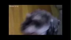 Reproduzir (primeiros planos) incisivo para latios e latias no google pictures